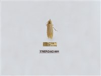 藏品(淡白凹苔蛾)的圖片